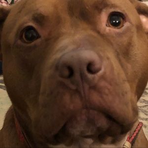 Meet your Posher, Sam